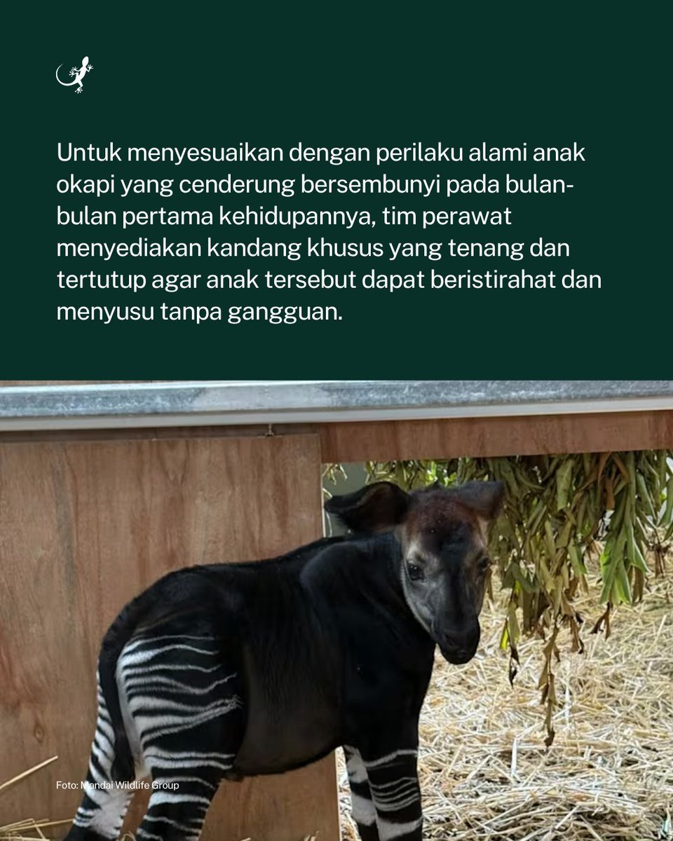 MongabayID's tweet photo. Rainforest Wild Adventure di Singapura menyambut kelahiran okapi pertama di Asia Tenggara. https://t.co/p43YpHiiI8