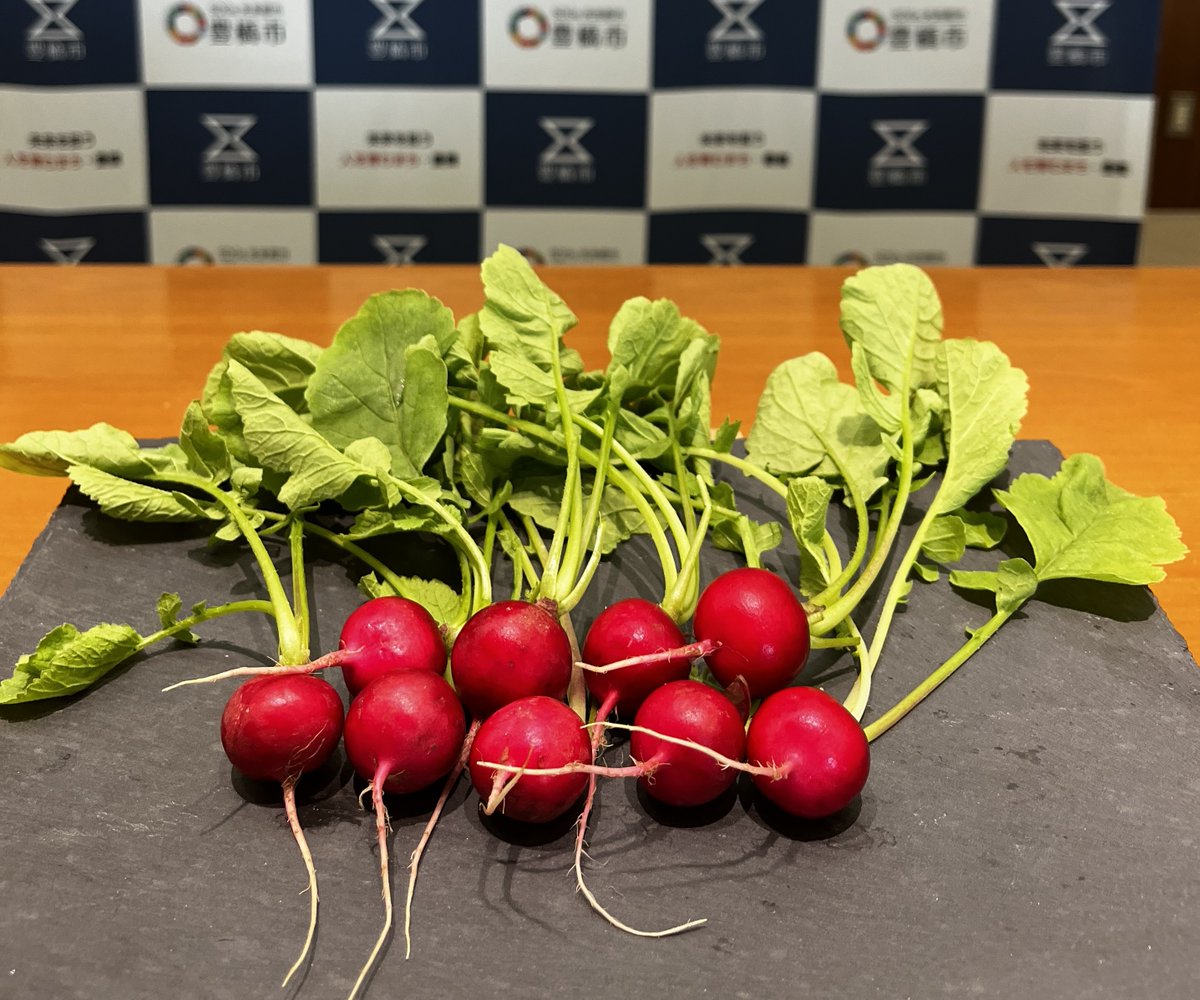 koho_toyohashi's tweet photo. 🍅🥒🍆今月の野菜🥕🥦🧅
￣￣￣￣￣￣￣￣￣￣￣￣￣
10月は「ラディッシュ」です！

豊橋市はラディッシュの生産量日本一！🏆
夏は、種まきから約20日で収穫できるので「二十日（廿日）大根（ハツカダイコン）」とも呼ばれています🧐✍️

夏のピリッとした辛みから、冬のじんわりした甘みへと変わっていく、ちょうど狭間の味が楽しめるのが10月🍁

季節の移り変わりを感じる豊橋産ラディッシュを、ぜひ味わってみてください😋