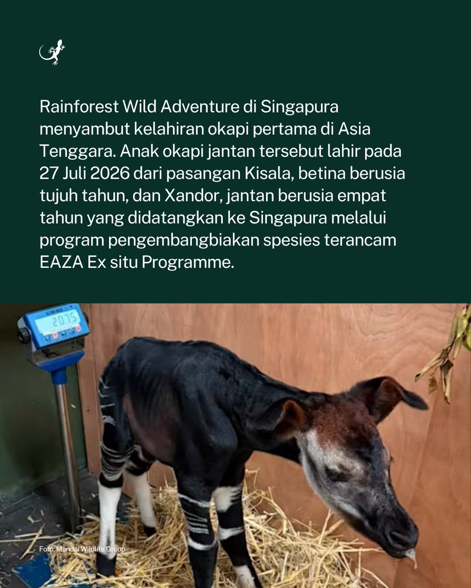 MongabayID's tweet photo. Rainforest Wild Adventure di Singapura menyambut kelahiran okapi pertama di Asia Tenggara. https://t.co/p43YpHiiI8