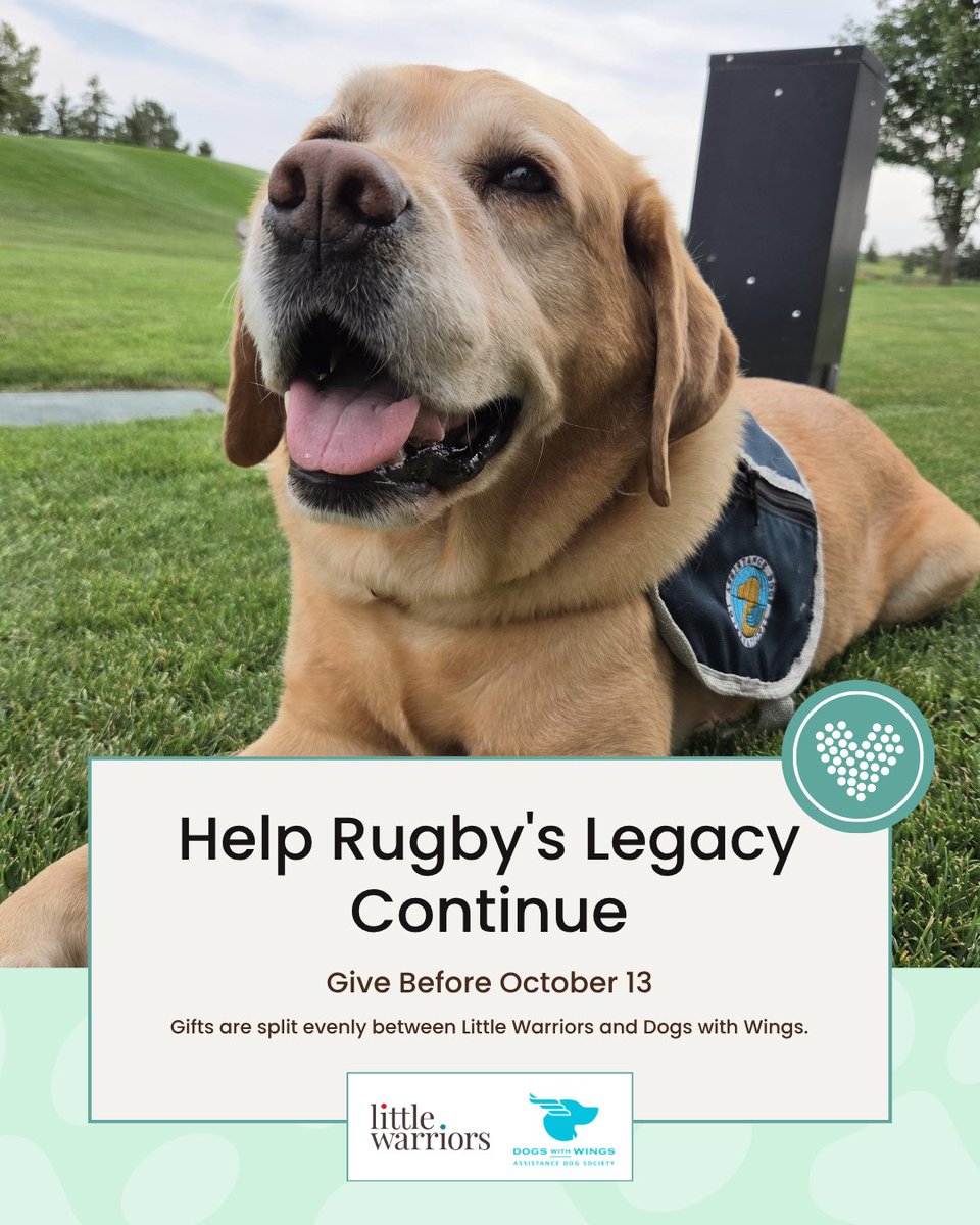 LittleWarriors's tweet photo. We're over the midpoint of DWW Rugby's 10 for 10 campaign, and the momentum is real. 

Every gift, big or small, helps set up the next generation of facility dogs at the BBR, split evenly between Little Warriors and DWW. 

Give today - https://t.co/rRECs2d4Cr. #10for10 https://t.co/yyVwdzbxYa