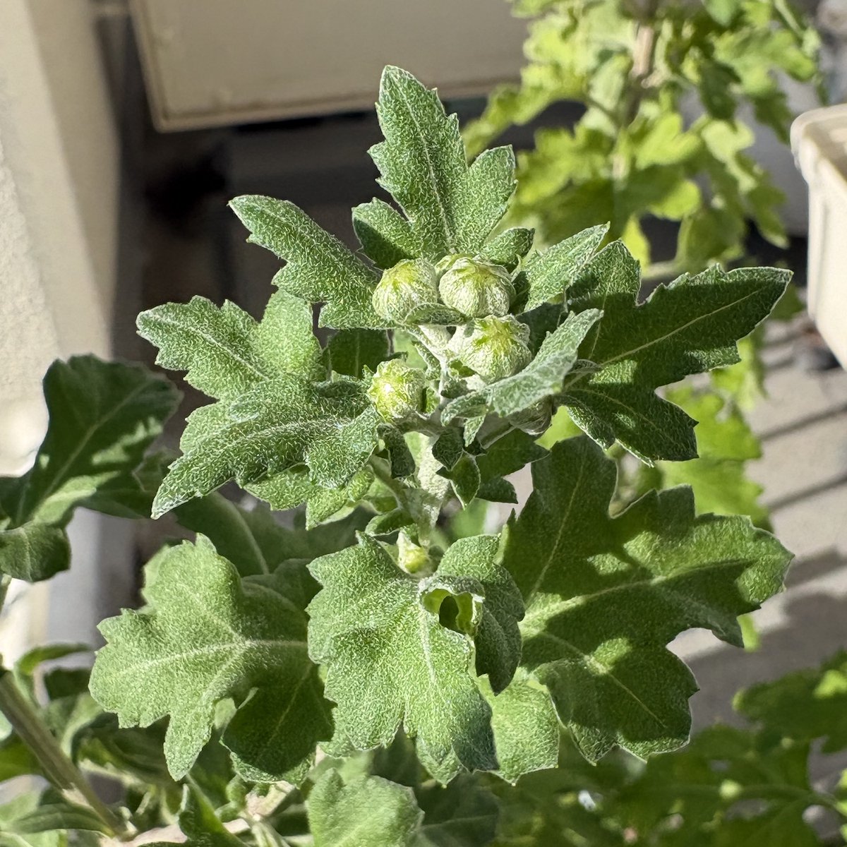kirinbeer's tweet photo. 菊ちゃんの花芽もやっとここまで大きくなりました。台風に何度も鉢を倒されても負けんかったわ😄 https://t.co/EzOE0zt1Rg