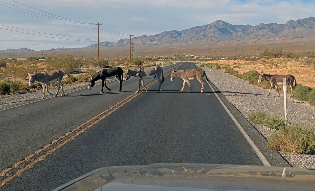 KevinJanison's tweet photo. Traffic alert!  Drive time in Pahrump has come to a standstill.  Apparently, some a** is in the middle of the road.  Christoper Fulton photo. https://t.co/CoeG6UCsND