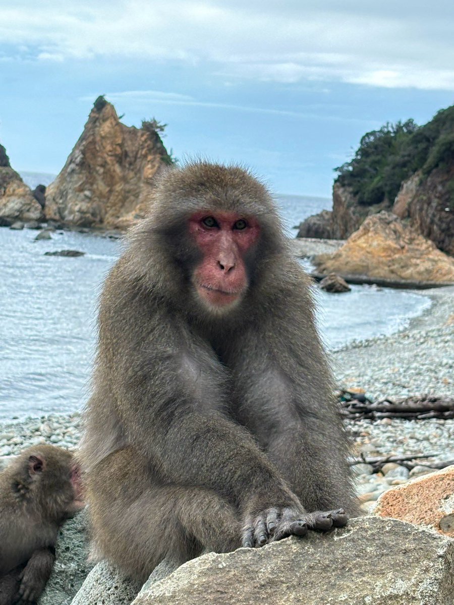 MonkeyBay5's tweet photo. #波勝崎モンキーベイ　
【2026年10月1日モンキーベイ🌊猿予報🐒】
本日:開園　
天気:晴れ☀️微風🌬️
猿:猿が数頭います🐒
この後は群れも降りてくれそうです。
#ニホンザル　#南伊豆　#野生猿　
#japanesemonkey #izu #wildmonkey https://t.co/5RxiP8IahH