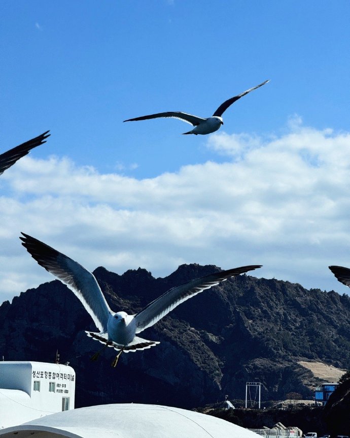 jeonghy11372900's tweet photo. When the war gull seeks the stone, every ticket tells a story of resilience. https://t.co/23rh4UjBwh
