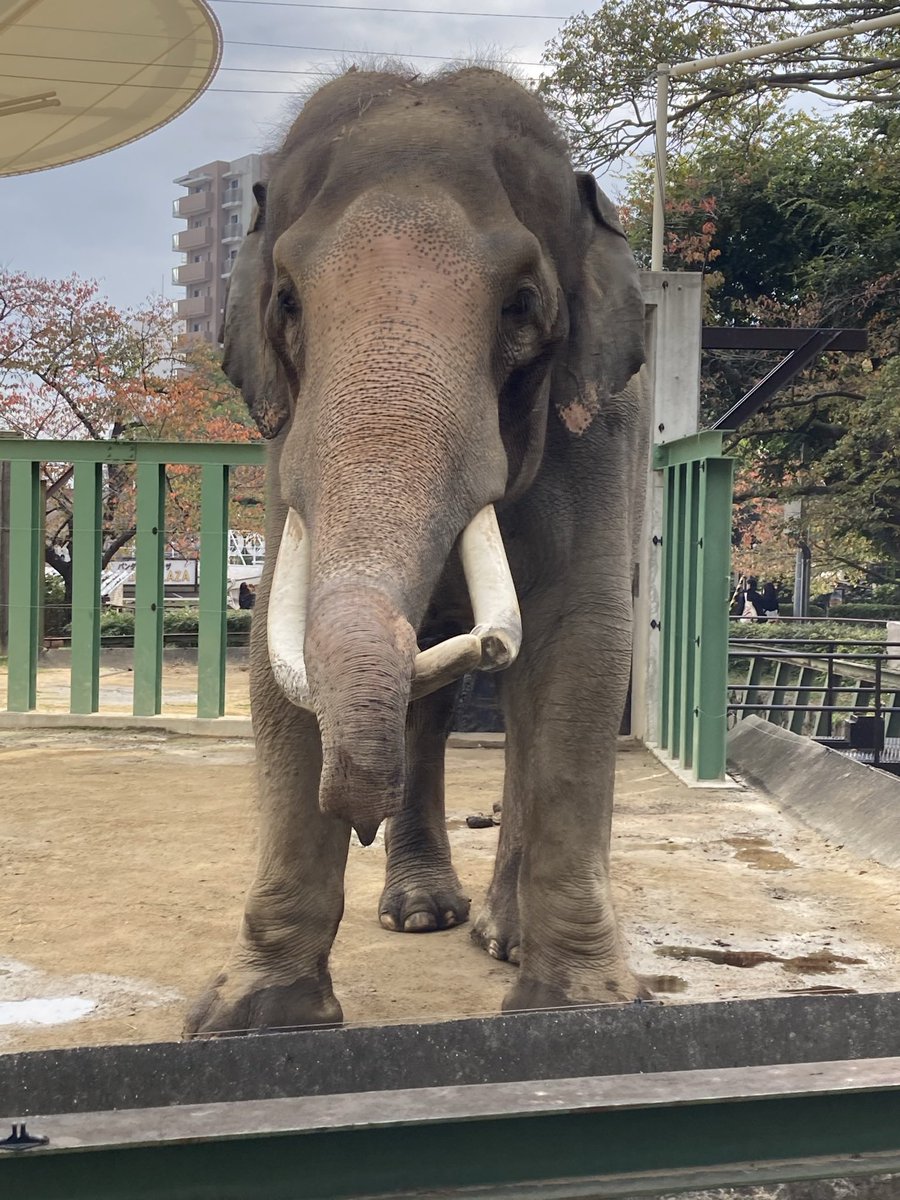 ma_yossy's tweet photo. わたしの撮れたマック🐘で1番好きな写真。
なんかすっごい近くに来てくれた。
こっち側から見るのが好きでした。 https://t.co/xPCOezfjg8