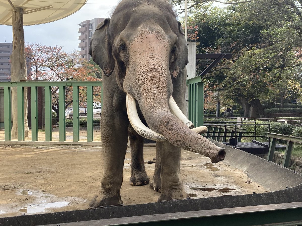 ma_yossy's tweet photo. わたしの撮れたマック🐘で1番好きな写真。
なんかすっごい近くに来てくれた。
こっち側から見るのが好きでした。 https://t.co/xPCOezfjg8