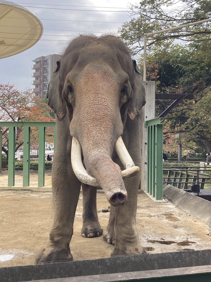 ma_yossy's tweet photo. わたしの撮れたマック🐘で1番好きな写真。
なんかすっごい近くに来てくれた。
こっち側から見るのが好きでした。 https://t.co/xPCOezfjg8