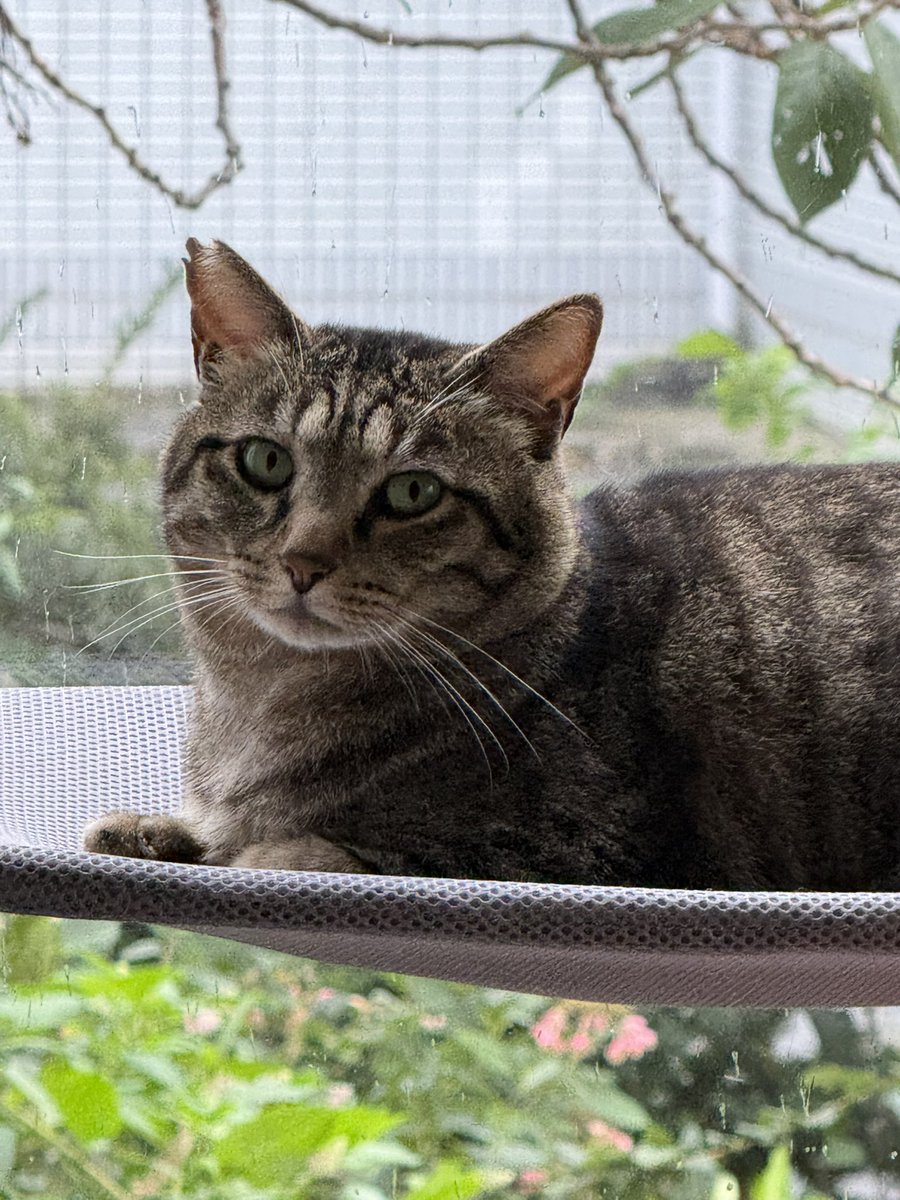 ASKICHITonden's tweet photo. 今日は雨だぞって
どんちゃんが言ってます https://t.co/pbUOSSijAg