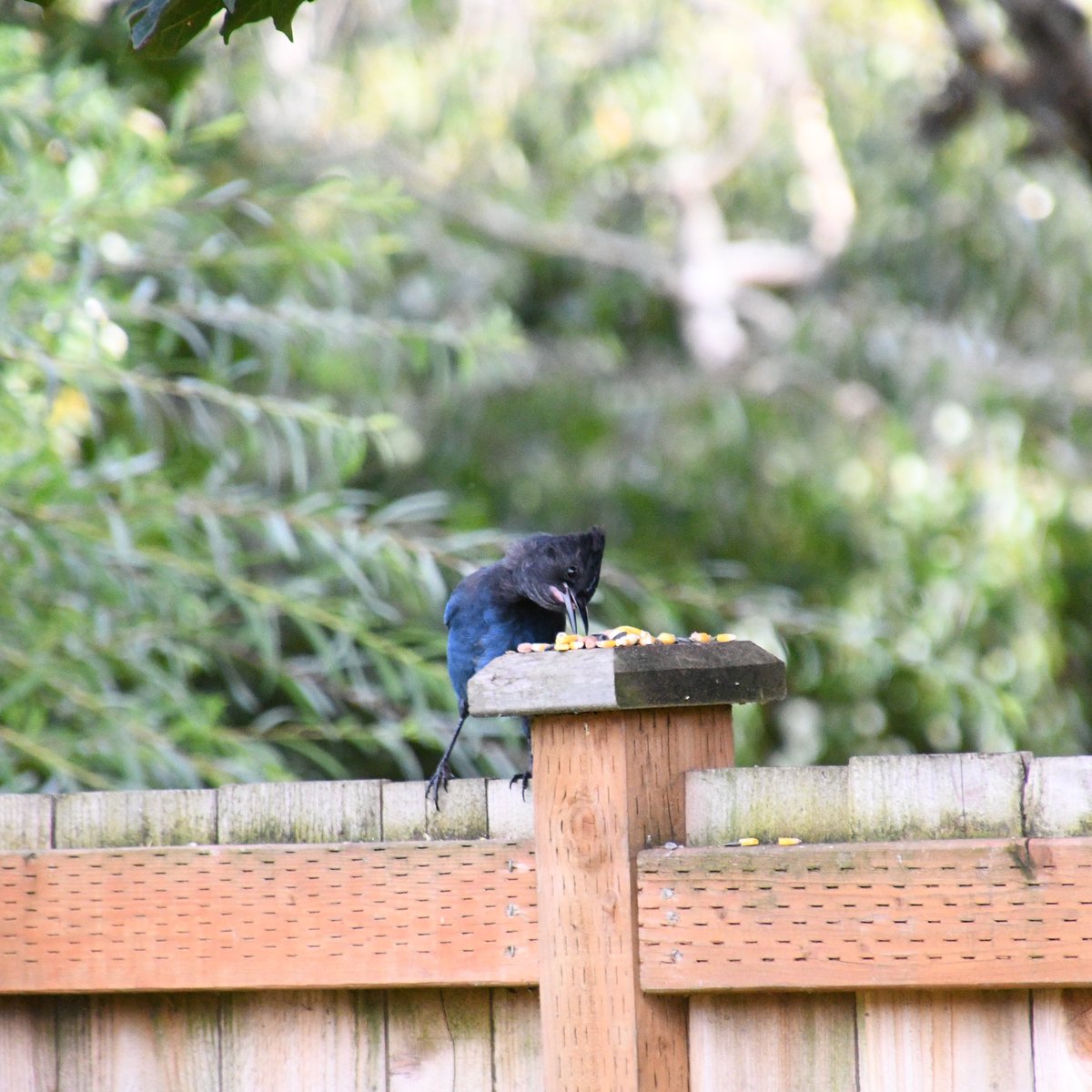 Photogentix's tweet photo. I fear that Steve is never going to leave, and honestly, why would he when he enjoys a daily buffet of peanuts and corn? ๐๐
#StellersJay
#Z50 https://t.co/xRFfUnsQN1