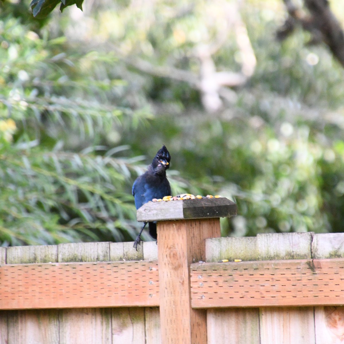 Photogentix's tweet photo. I fear that Steve is never going to leave, and honestly, why would he when he enjoys a daily buffet of peanuts and corn? ๐๐
#StellersJay
#Z50 https://t.co/xRFfUnsQN1