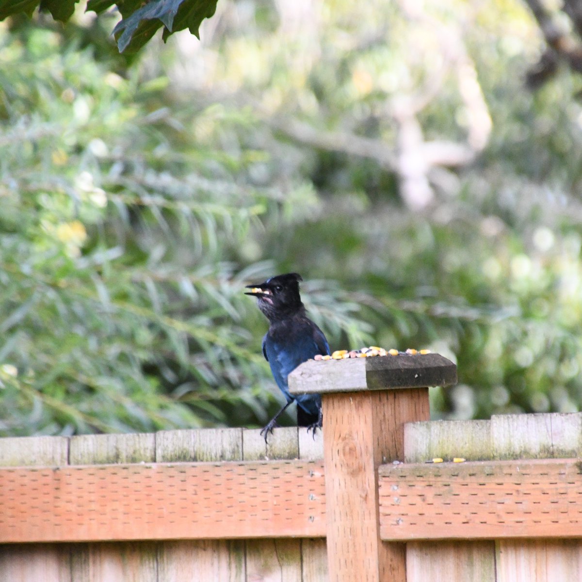 Photogentix's tweet photo. I fear that Steve is never going to leave, and honestly, why would he when he enjoys a daily buffet of peanuts and corn? ๐๐
#StellersJay
#Z50 https://t.co/xRFfUnsQN1