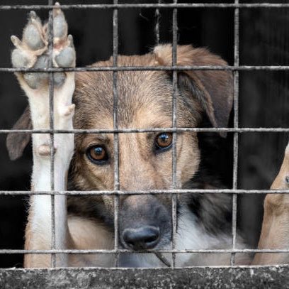 YoAmoaLaCiencia's tweet photo. 🍃 Monitoreo ambiental | Quintana Roo: sólo 18 casos llegaron a Fiscalía de casi mil denuncias por maltrato animal en Playa del Carmen

Playa del Carmen reporta 915 denuncias por maltrato animal durante la actual administración municipal, pero sólo 18 expedientes fueron enviados a la Fiscalía de Quintana Roo. 

��Qué ocurrió con las demás denuncias, bajo qué criterios se determinó cuáles debían llegar a Fiscalía?

¿Cuántas derivaron en sanciones o aseguramientos?

Y cuántas quedaron únicamente registradas como atendidas sin que fueran a revisar.

Este problema alcanza al gobierno Mara Lezama, su propio Anexo Estadístico 2026 registra apenas 58 denuncias recibidas por la Procuraduría de Protección al Ambiente en todo Quintana Roo entre julio de 2025 y junio de 2026.

Y sólo tres expedientes administrativos abiertos en materia de protección y bienestar animal.

No existe un registro público integrado que permita conocer qué ocurre con las denuncias de maltrato animal desde que se presentan hasta que existe una sanción o una investigación penal.

Quintana Roo ya cuenta con legislación para atender el maltrato animal, lo que falta es transparentar los resultados.