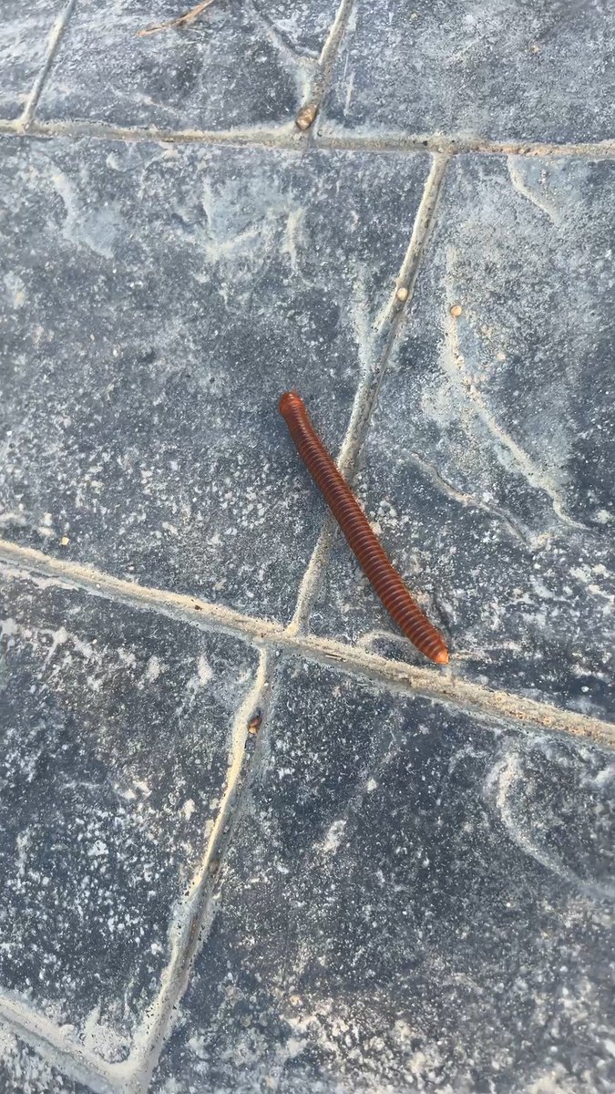 A reddish-brown segmented worm or millipede crawls across a gray stone-tiled surface.