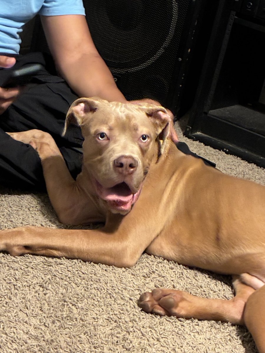 TheKingKaci's tweet photo. Does anyone in the Houston/Conroe area want a puppy, he’s a cane corso, pitbull mix. 9 months old. Trying to find him a good home ASAP https://t.co/xXbAj5hqnv