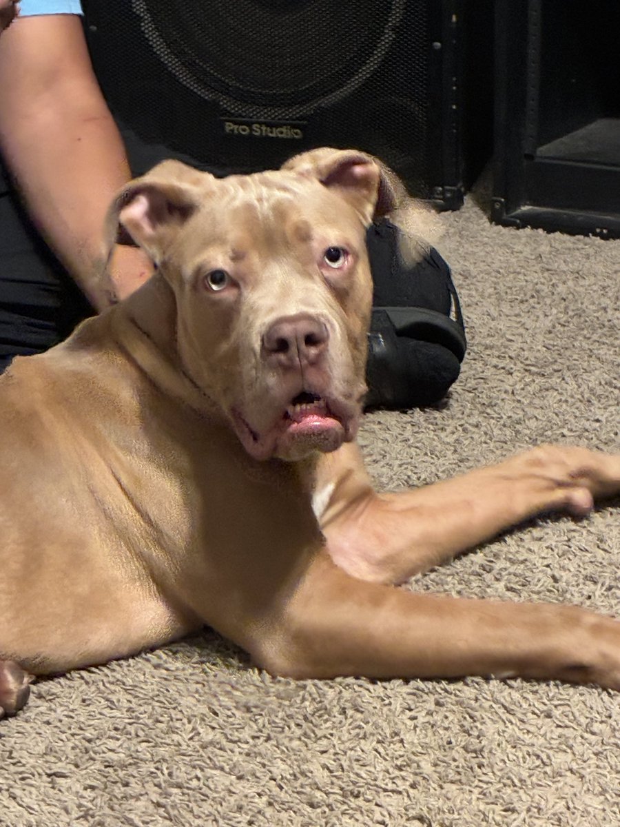 TheKingKaci's tweet photo. Does anyone in the Houston/Conroe area want a puppy, he’s a cane corso, pitbull mix. 9 months old. Trying to find him a good home ASAP https://t.co/xXbAj5hqnv