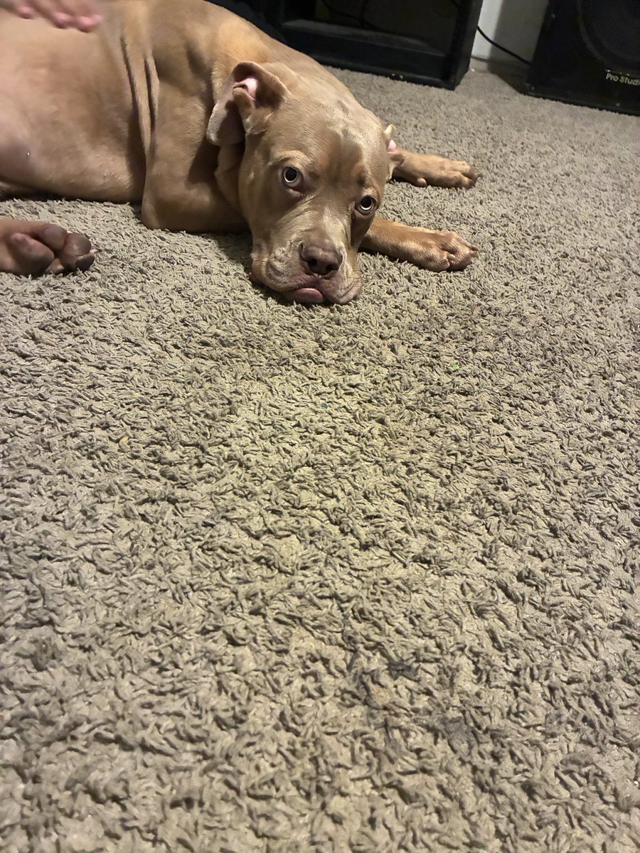 TheKingKaci's tweet photo. Does anyone in the Houston/Conroe area want a puppy, he’s a cane corso, pitbull mix. 9 months old. Trying to find him a good home ASAP https://t.co/xXbAj5hqnv