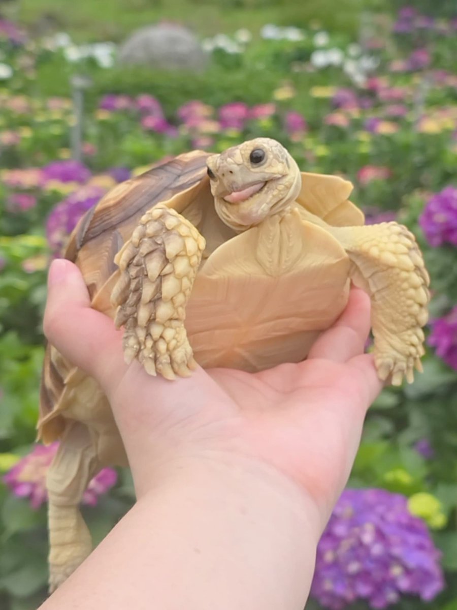 Complex's tweet photo. Meet the happiest-looking tortoise in the world.

Pongpong, an African spurred tortoise, has gone viral for her adorable “smile” and cheerful appearance. While tortoises don’t smile like humans, her wide eyes and open mouth have earned her the nickname of the “happiest-looking tortoise in the world.”

[📸; @pongpong_1120525 ]