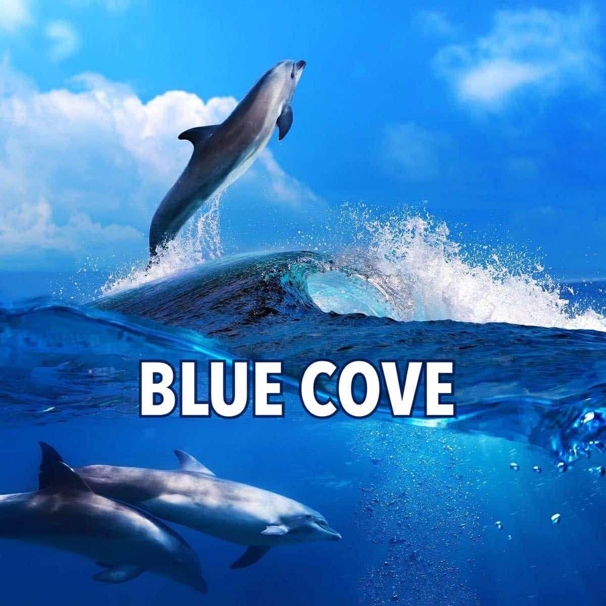 KunitoSeko's tweet photo. All the hunting boats came back empty-handed.
Blue Cove day💙🐬🐳💙
#和歌山
#太地
#Taiji
#太地くじらの博物館
#太地くじら浜海水浴場
#太地いさな組合
#太地漁業協同組合
#イルカ追い込み猟廃止を求める
#イルカ追い込み猟
#イルカ追い込み猟反対
#イルカトレーナー
#イルカ https://t.co/jDhHmD7xax