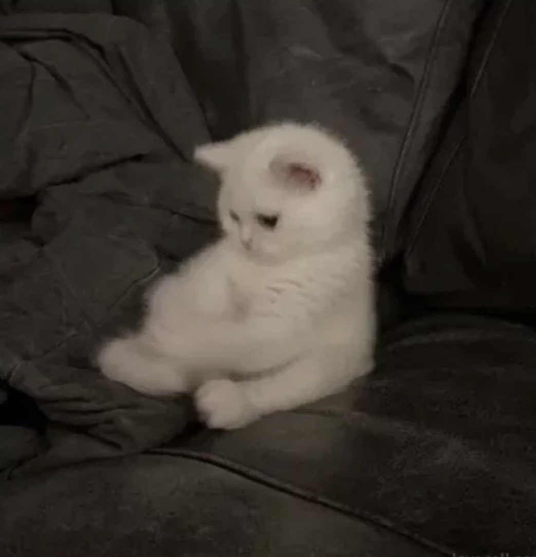sylveemhm's tweet photo. i died :c now what https://t.co/VDfSVK0BNr