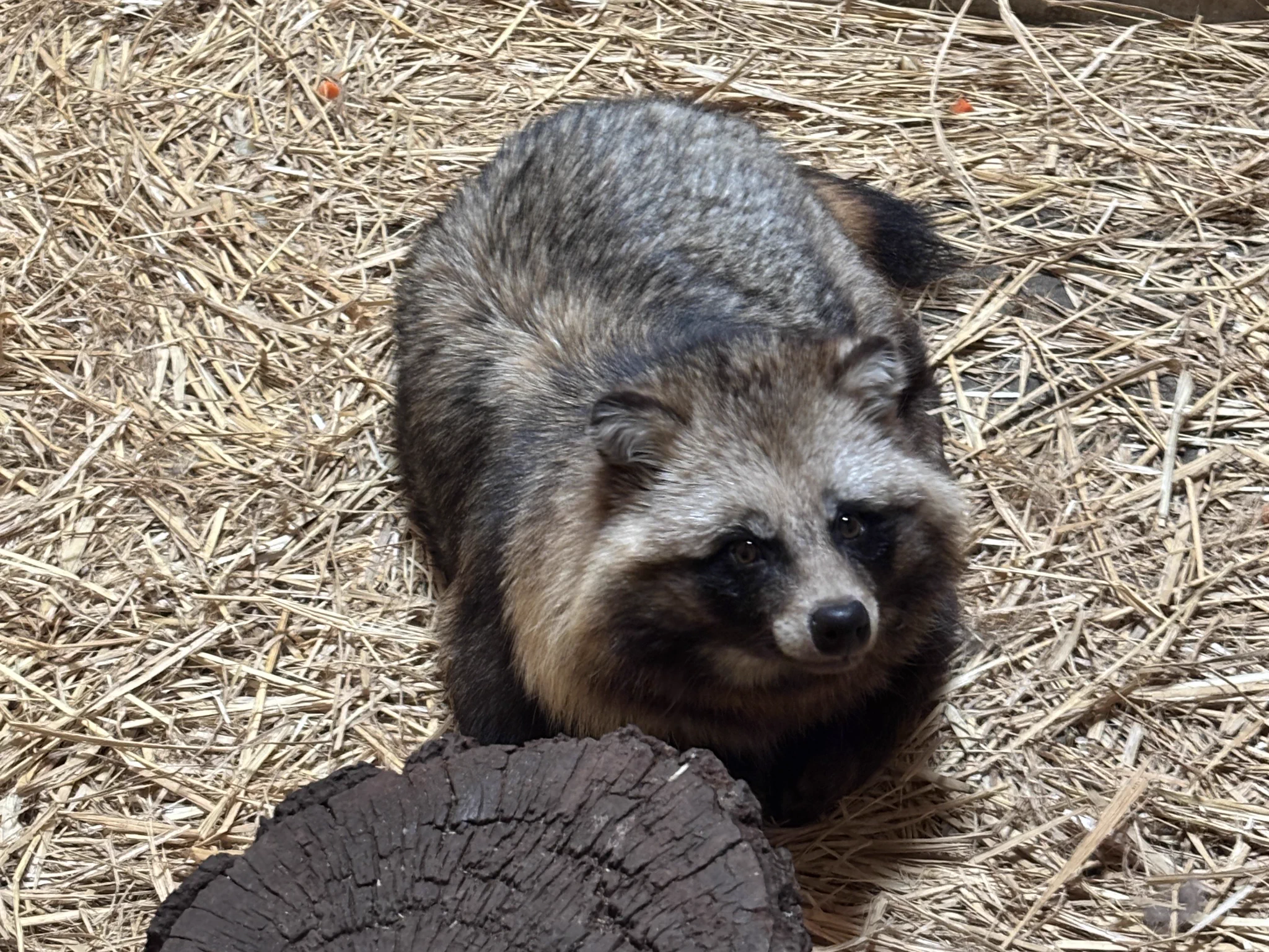 横浜市立野毛山動物園≪公式≫ on X: 