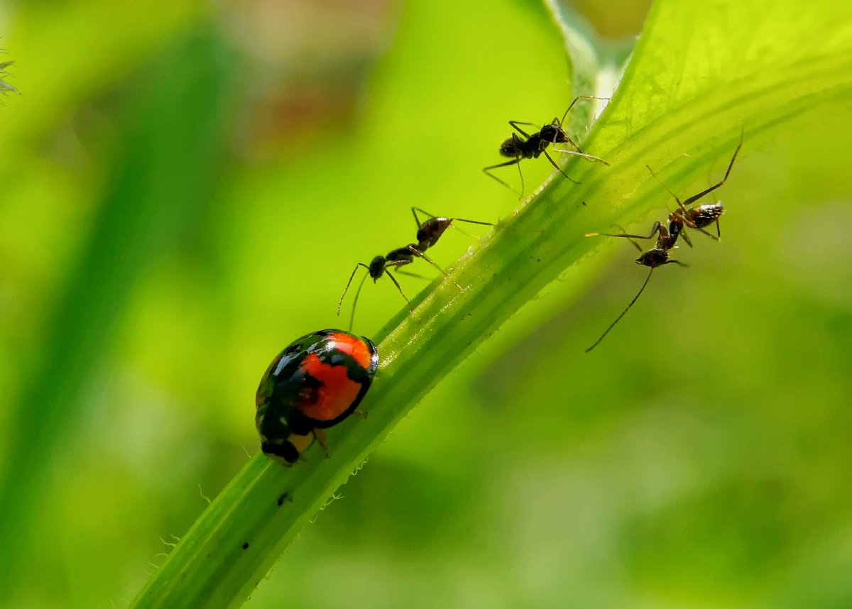 garym_o_4497's tweet photo. Wild ants  foraging in the dewy morning grass—small, strong, and full of tiny, amazing purpose. https://t.co/qSKUYYxVPa