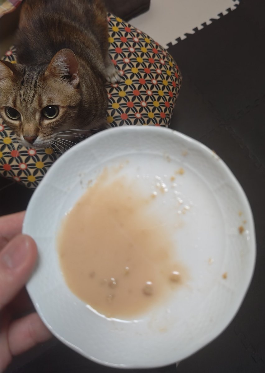 WdnALL630's tweet photo. 今日の朝ごはん(7:10)
15歳用のまぐろフレーク半分と砕いた粉末状のカリカリ少々、お薬のあとにシニア用のマグロペーストを水で溶いたもので水分補給。
その後自力でお水を器からも飲んでくれてる。おしっこは出てる���どウンチがずっと出てなく、お昼前あたりに出ると予想。
#猫 #心筋症 #拡張型心筋症 https://t.co/sRVgaO1can