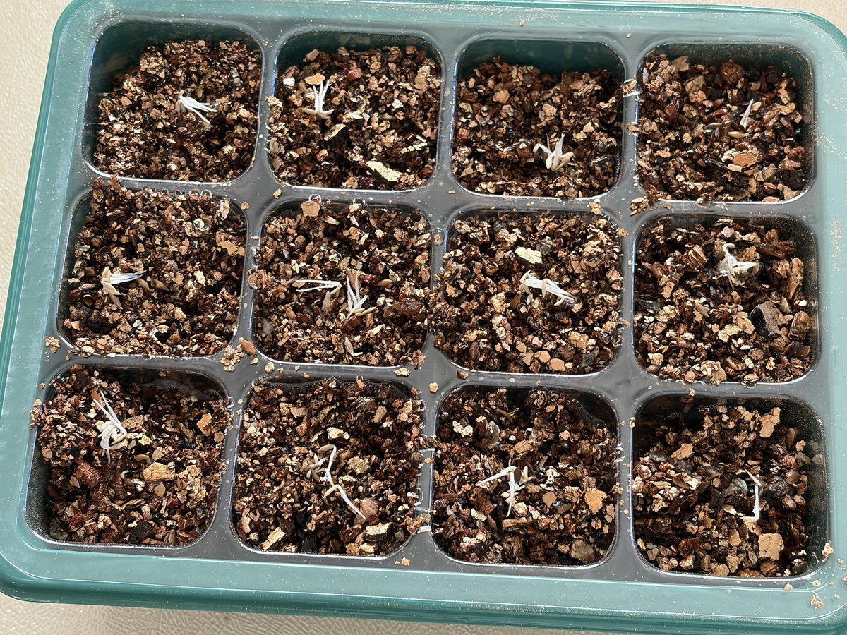 MeguRabitt's tweet photo. 水耕栽培再開🌱

レタス高いって最近聞くので
家にあった種を蒔いたよ。

上手い人が発芽させてから撒くのを見て
わざわざなんでって思ってたけど、

最近古いと発芽せずに腐ることが増えてたのでやってみた！

やっぱ上手い人がやってる事って意味があるんだよね。。 https://t.co/wXH6ODbbvH