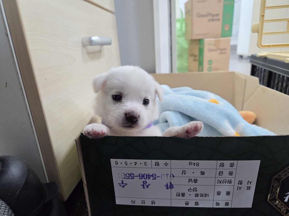 findmypaw's tweet photo. 먼가 작고 하얀 아이들 4남매 입소했지만
1마리만 입양가고 나머지 세마리는 문의가 없다고 합니다!!!
너무 예쁜 아이들이니 얼른 데려가세요 ㅠㅠ 수유기라 동물보호팀에서 수유중이에요

20년 평생 키울 아이니 신중하게 입양하세요.
충남 예산보호소
041-339-7838 https://t.co/zRZfdARag6