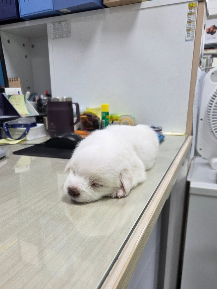 findmypaw's tweet photo. 먼가 작고 하얀 아이들 4남매 입소했지만
1마리만 입양가고 나머지 세마리는 문의가 없다고 합니다!!!
너무 예쁜 아이들이니 얼른 데려가세요 ㅠㅠ 수유기라 동물보호팀에서 수유중이에요

20년 평생 키울 아이니 신중하게 입양하세요.
충남 예산보호소
041-339-7838 https://t.co/zRZfdARag6