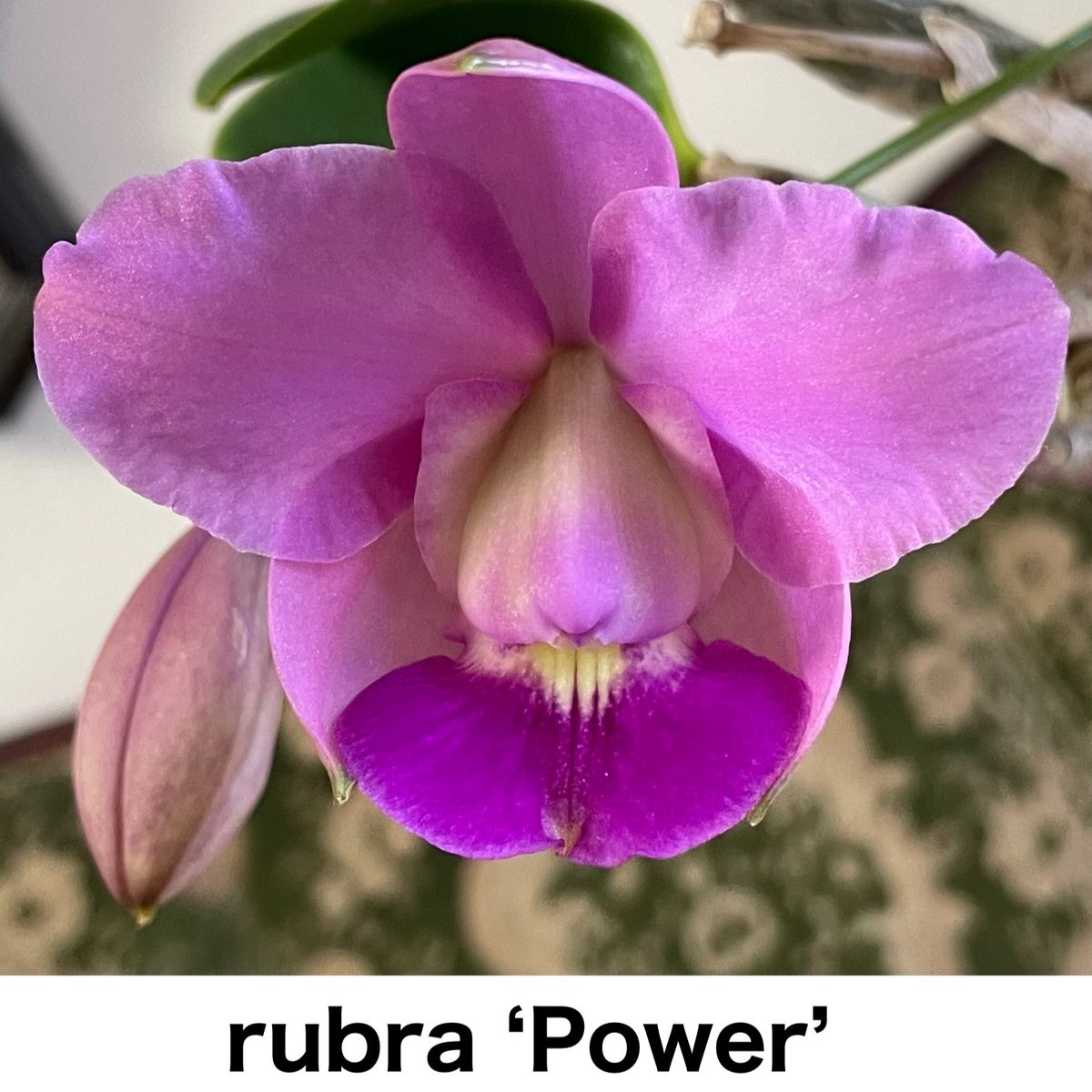 SatoxBenton's tweet photo. C.walkeriana rubra ‘Power ‘
咲き方も可愛らしい
ドーサルセパルがリップを支えている時間が長いとリップの展開が良くなる
そしてラテラルセパルが反り上がらず安定する
どこまでも楽しめる個体なのだ https://t.co/5BhAZdzZko