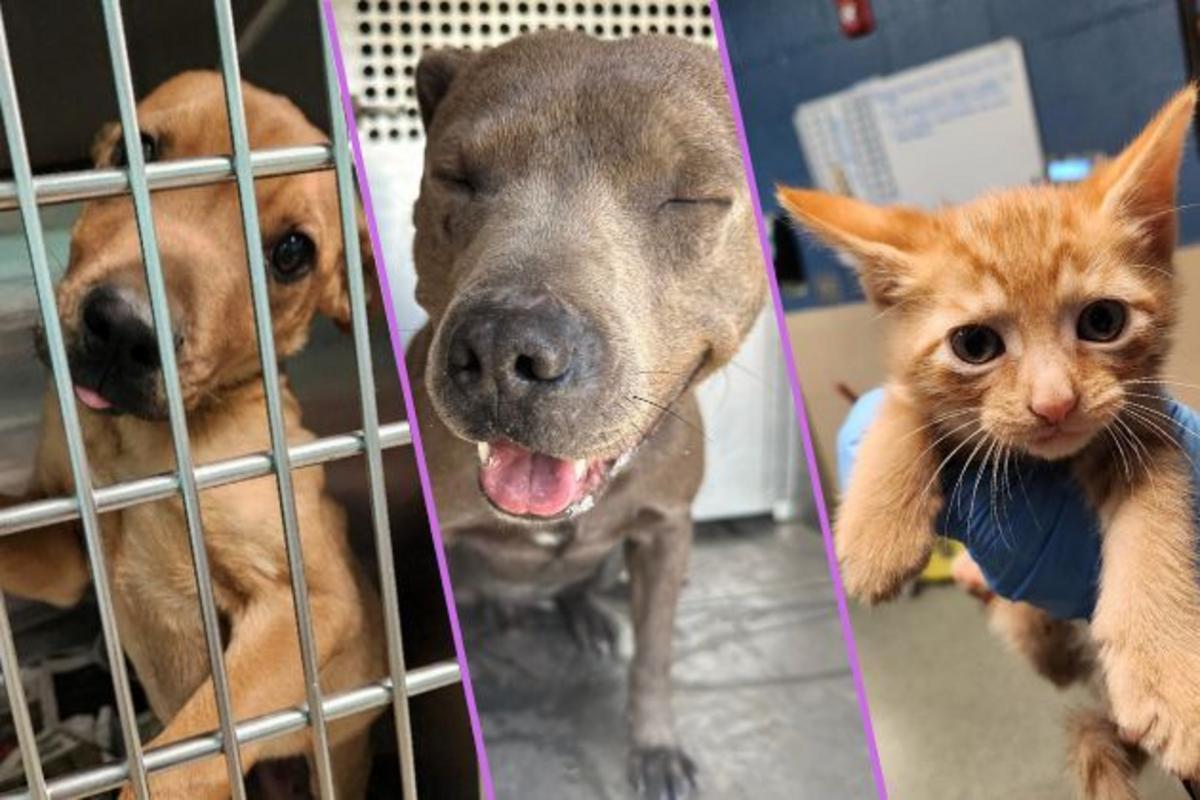 DianeLegacy1's tweet photo. 🐾 Adopt or Buy? The Debate Continues

Shelters across the U.S. are pushing adoption events to help more dogs and cats find homes.

Should people prioritize adoption over buying pets from breeders?

What’s your take? 👇

#AdoptDontShop #Pets #Dogs #Cats #AnimalRescue https://t.co/HQT7tTl4js