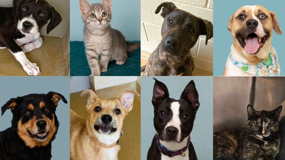 DianeLegacy1's tweet photo. 🐾 Adopt or Buy? The Debate Continues

Shelters across the U.S. are pushing adoption events to help more dogs and cats find homes.

Should people prioritize adoption over buying pets from breeders?

What’s your take? 👇

#AdoptDontShop #Pets #Dogs #Cats #AnimalRescue https://t.co/HQT7tTl4js