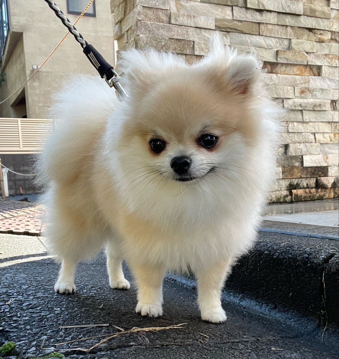 chacoleine's tweet photo. 朝からお散歩だ🐾#chacoleiene https://t.co/7uyF8Ynvy2