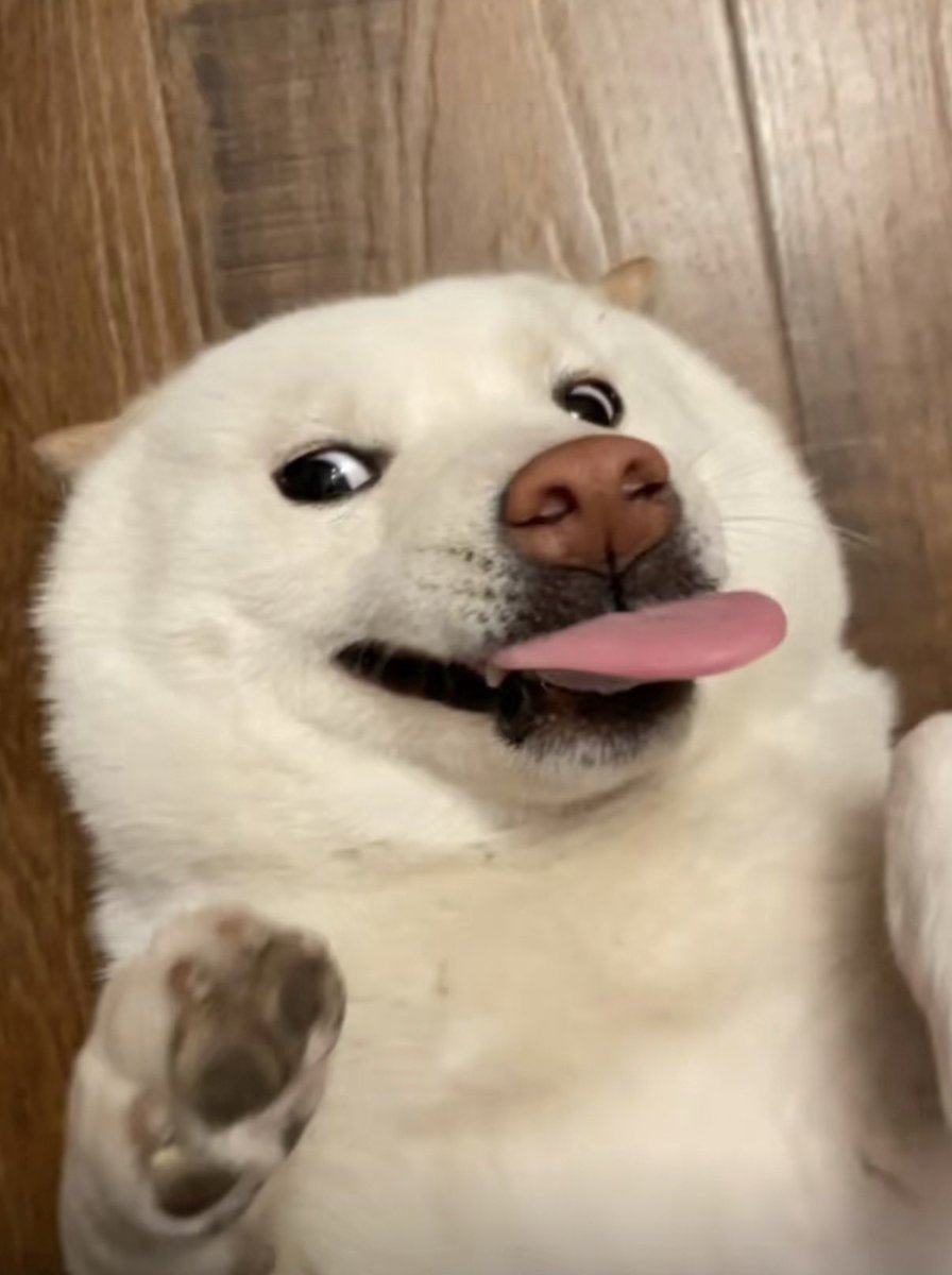 twaniimals's tweet photo. https://t.co/U3rbjNDj4l