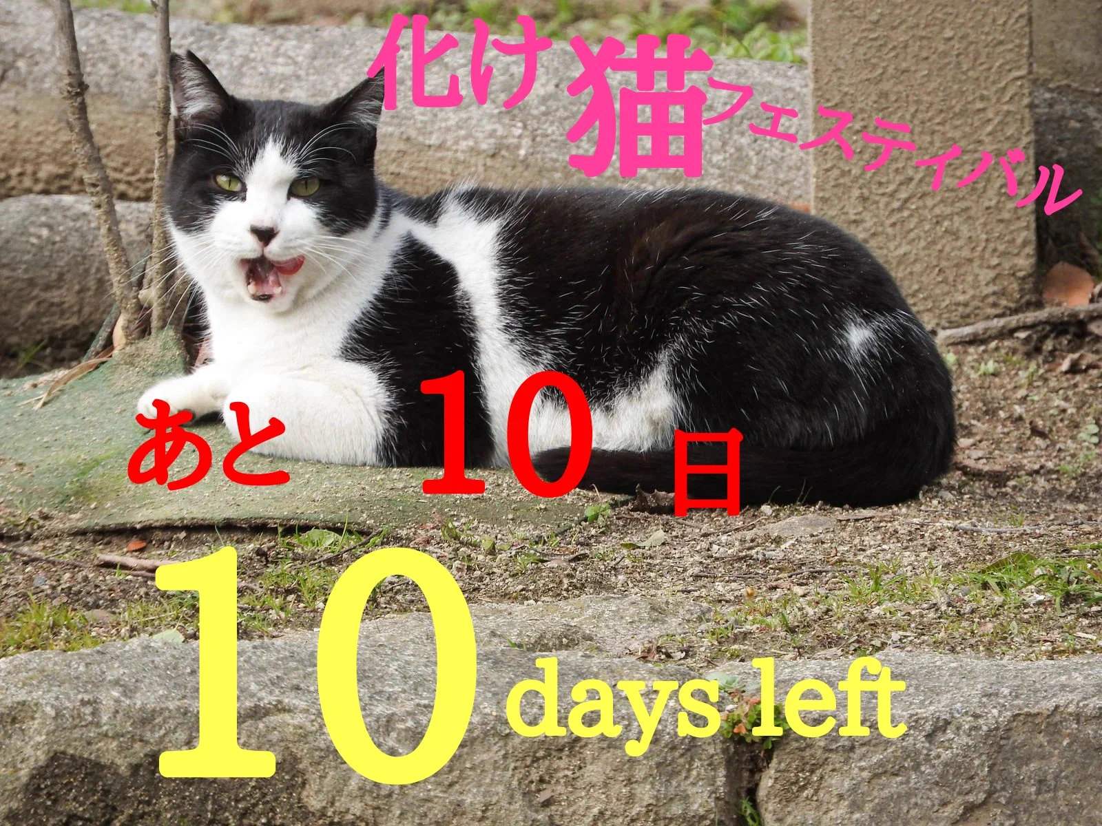 10·10化け猫フェスティバル2027 on X: 