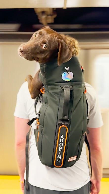 DianeLegacy1's tweet photo. 🐶 One Chance Can Change a Dog’s Life

A NYC shelter dog named Missy met a stranger at Starbucks—and was adopted just days later.

Should shelters use more creative ways to showcase adoptable pets? ❤️

#Dogs #PetAdoption #RescueDogs #NYC https://t.co/ftgnvd6lBm
