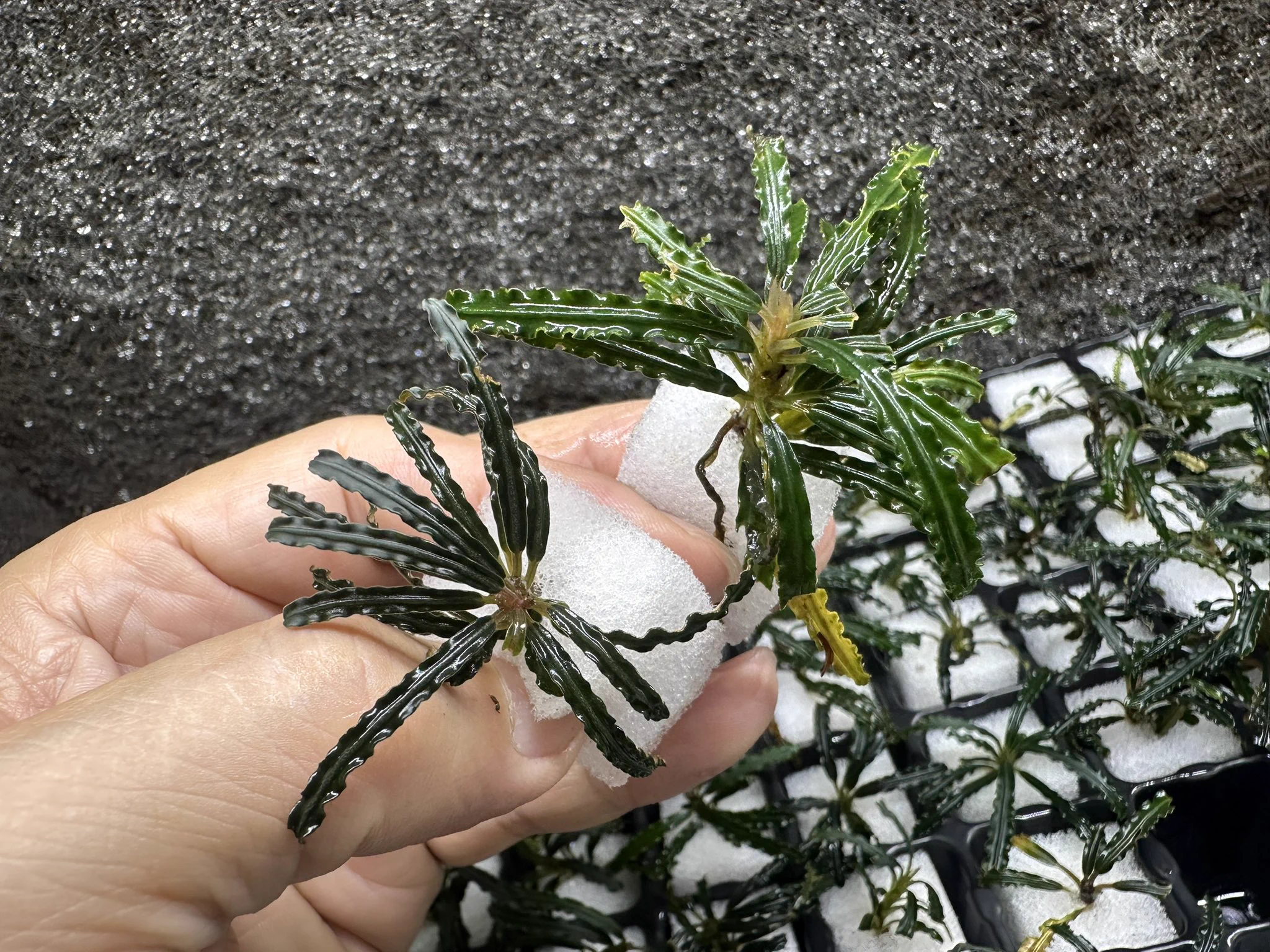 正規タグ付き　Bucephalandra sp. \