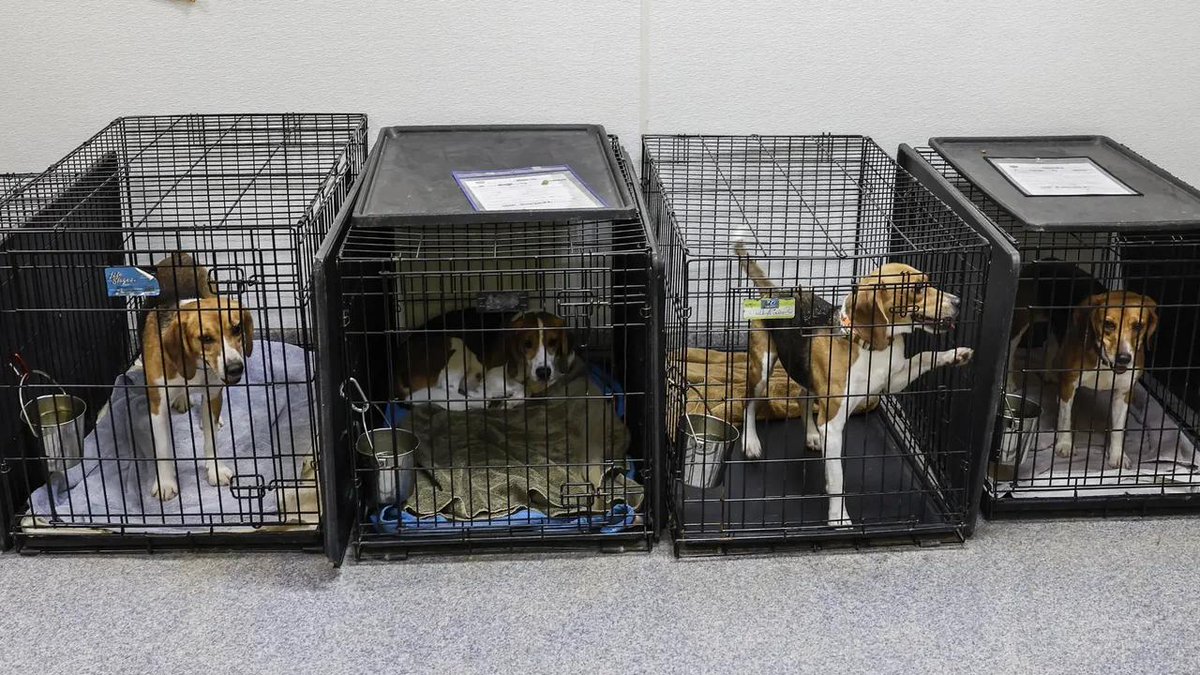 DianeLegacy1's tweet photo. Should Dogs &amp; Cats Still Be Used in Research?

A new bipartisan bill seeks to end federal funding for experiments using live dogs and cats.

Medical research needs progress but where should the line be drawn? 🐶🐱

#AnimalWelfare #Dogs #Cats #Science https://t.co/XKyJu17VYG