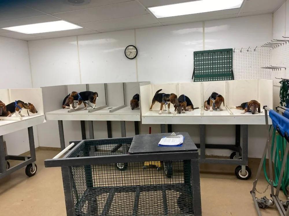 DianeLegacy1's tweet photo. Should Dogs &amp; Cats Still Be Used in Research?

A new bipartisan bill seeks to end federal funding for experiments using live dogs and cats.

Medical research needs progress but where should the line be drawn? 🐶🐱

#AnimalWelfare #Dogs #Cats #Science https://t.co/XKyJu17VYG