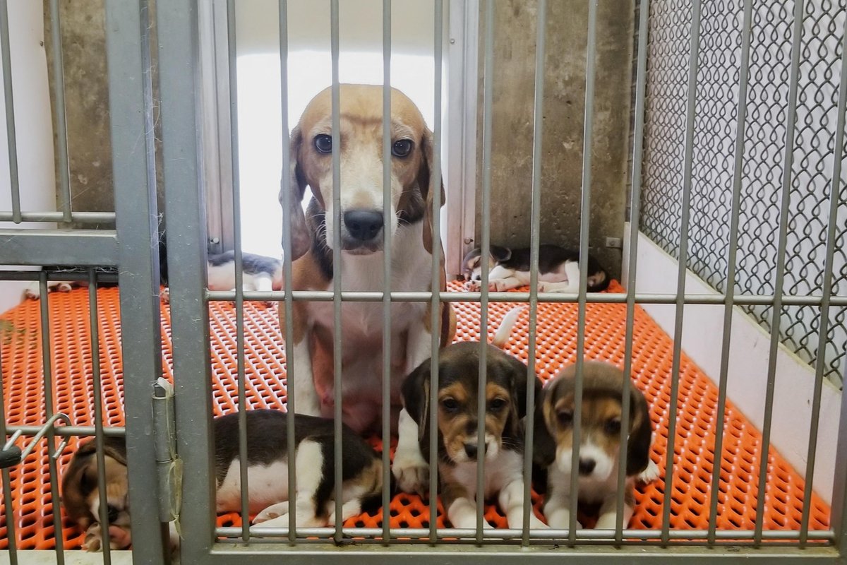 DianeLegacy1's tweet photo. Should Dogs &amp; Cats Still Be Used in Research?

A new bipartisan bill seeks to end federal funding for experiments using live dogs and cats.

Medical research needs progress but where should the line be drawn? 🐶🐱

#AnimalWelfare #Dogs #Cats #Science https://t.co/XKyJu17VYG
