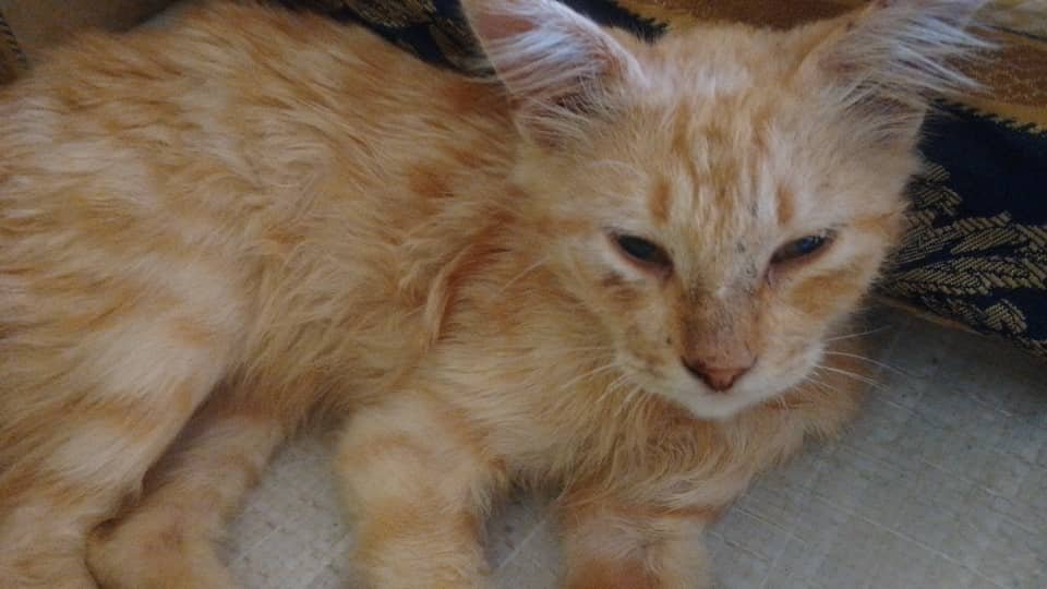 kikasitdaunn's tweet photo. por favor no se olviden de él, ahorita está un poco mejor pero está teniendo mucha diarrea y me dijeron que tal vez sea amibiasis así que tengo que completar para el veterinario y las medicinas que necesite, sigan compartiendo y si pueden donar 1$ o menos será bien recibido 🙏🏻🤍 https://t.co/lbAw7goIXR