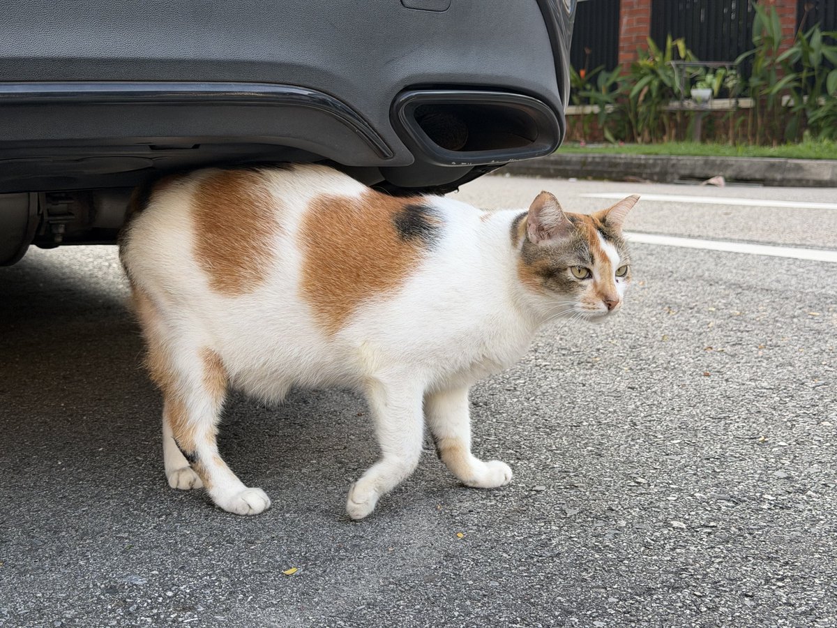 ysryprnce's tweet photo. Helluu got ket. Psps meow https://t.co/mT0qZOgYVi