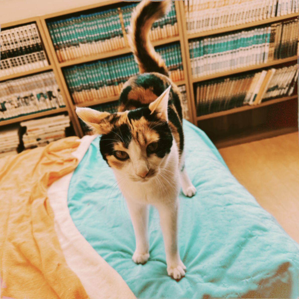 obi_wan_eclipse's tweet photo. #Hipstamatic #AlhambraPX #Dixie #猫式 #猫 #cat #ShotoniPhone #ねこ #保護猫 #猫カフェ https://t.co/XjHVUsccND