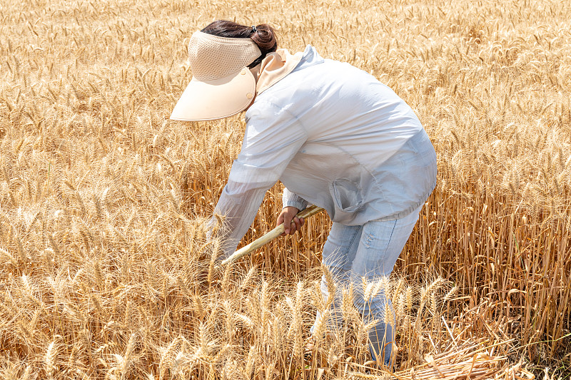 dorot_ntgo660's tweet photo. [紧急情况下猛挥镰刀收菜籽！Harvesting rapeseeds with urgent swings of the sickle!]， https://t.co/GILK3KstIk