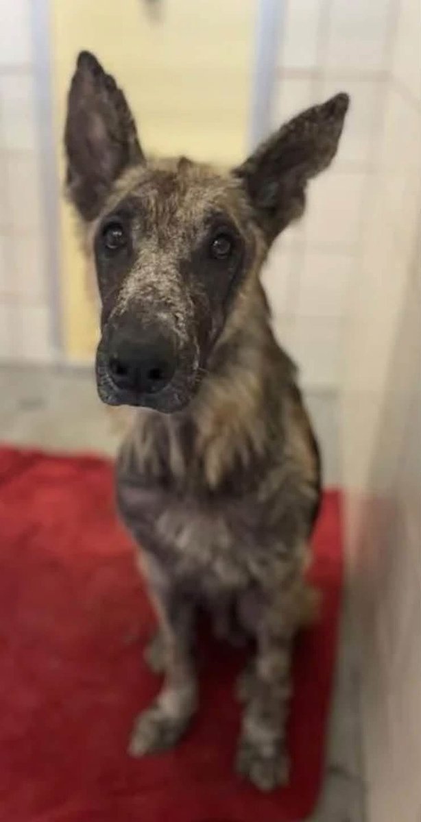 LisaBrabson's tweet photo. ARLO #A391028 6yo
I'm ABSOLUTELY BEGGING u to help precious ARLO
Sweet soul,found wondering around,his little hide stretched across frail bones 😭nearly hairless!
He's known little love in his short life,only pain,ignored by ALL
PLZ #PLEDGE TO ATTRACT A RESCUE #CorpusChristiACS https://t.co/RZXRr2L3F8