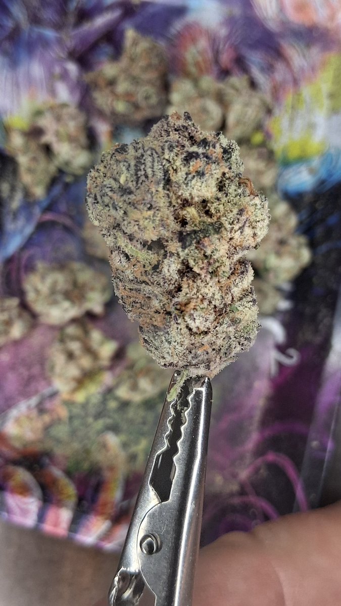 DaN4_ThE2_MaN_0's tweet photo. Garlic Icing 🧄🎂
50/50 Hybrid
Smell in the bag is very Light, with hints of Diesel & Musk. Ground up brings out that Garlic smell along with Peppery Sugar Cookie Smells! The taste is Smooth, Herbal Garlic & Earthy Sage with a lingering  Sugar Sweetness. 
10/10 🔥 nice size Budz 
Enjoyed the smoothness of the smoke!
@JLittys @lala420tokes2