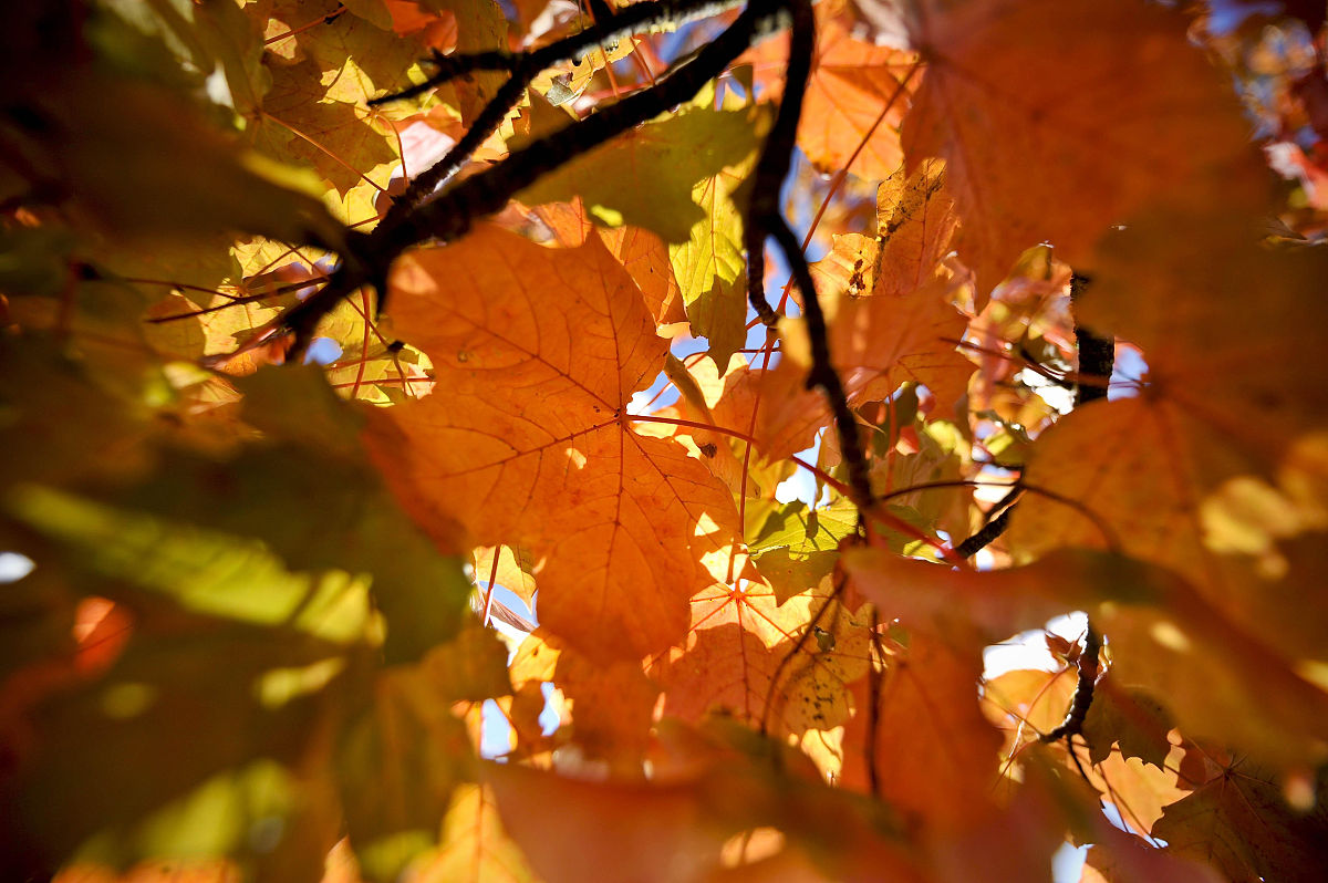 abrahamch_546's tweet photo. In the deserted apricot courtyard, autumn whispers lonely tales.， https://t.co/pdxUynY6vW