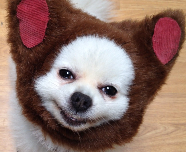 Lasher_Lane's tweet photo. @Colonel_Myway My furry grandson, Giuseppe, wearing a bear hat. He passed at 19. I miss him every day. My daughter has since rescued two sweet Poms who both hate each other. Ha ha. https://t.co/JBd2vte1P6