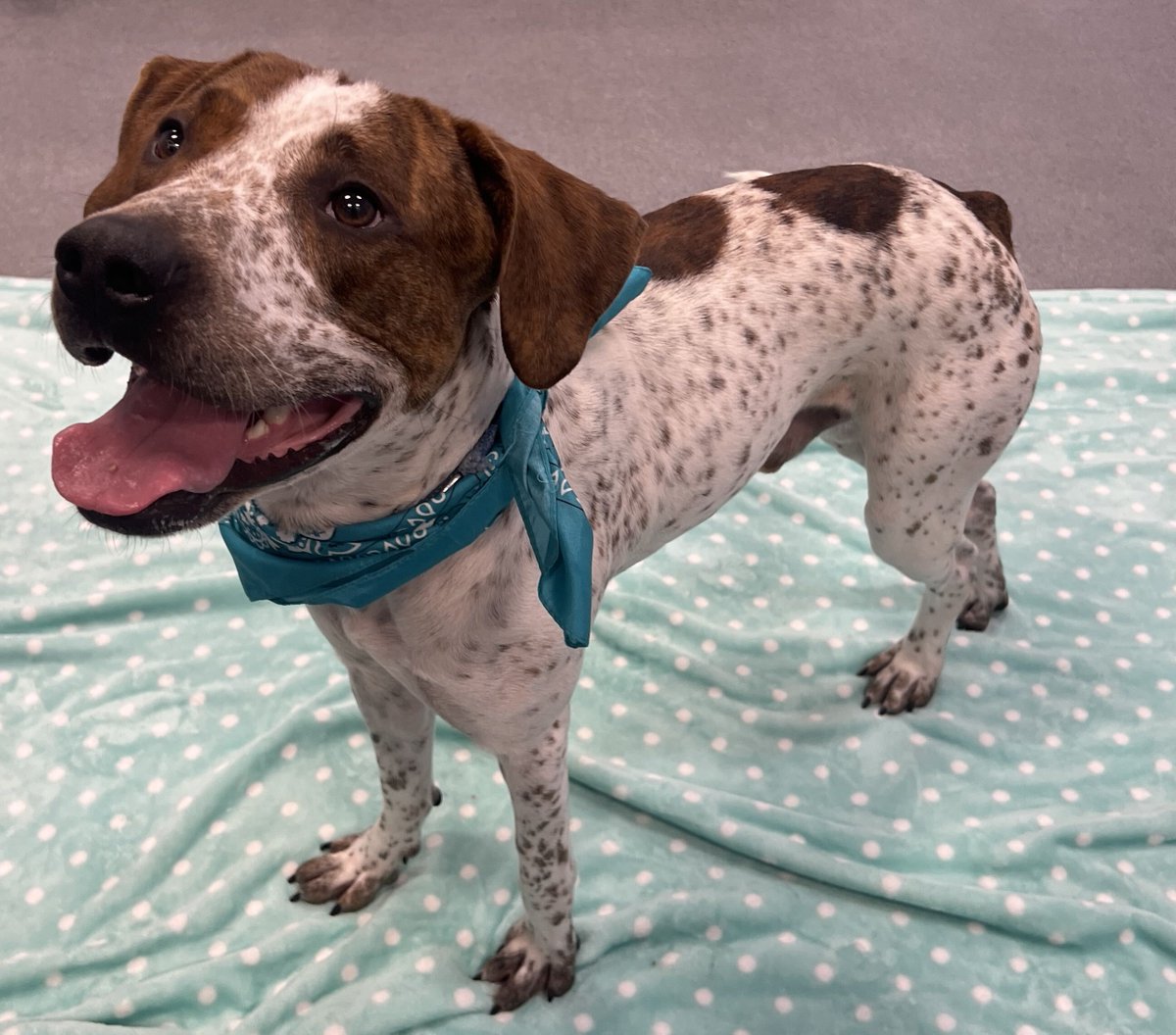 AnthonyRothman's tweet photo. Zach on #HockeyAndHounds: C by committee, pairing with Denton, Knies impact &amp; adoptable "Foghorn" ready for forever home https://t.co/HaUcK50kxy 🏒🐶🙏👇 https://t.co/t19xwDT4yc