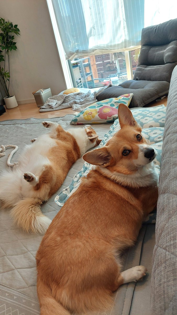wood_pal's tweet photo. くつろぎいぬ、からの、あばれいぬ🐶🐶
本日は看板犬お休み中です😪 https://t.co/J8c0DuQVqF